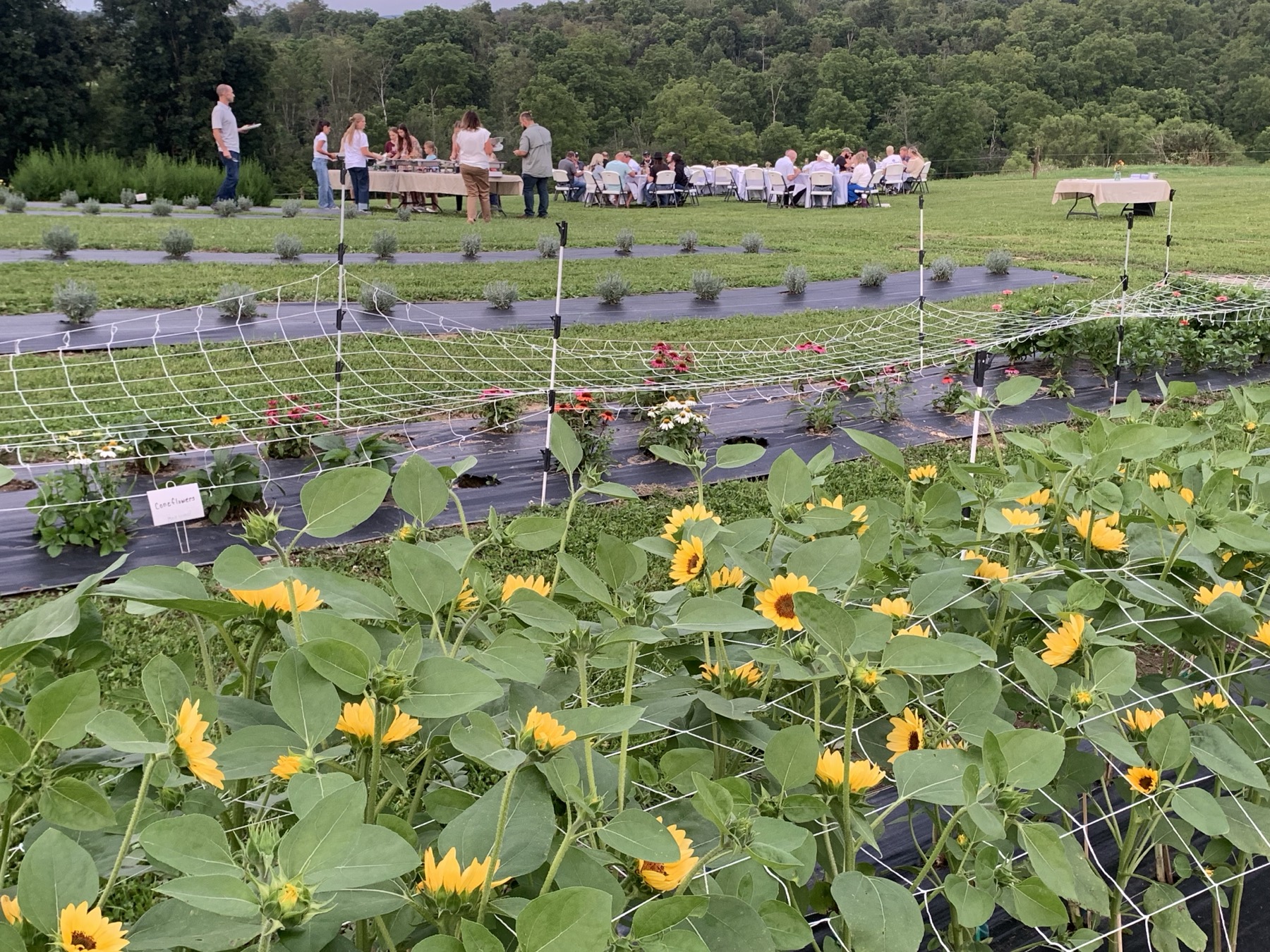 Cut-flower rows in full colour