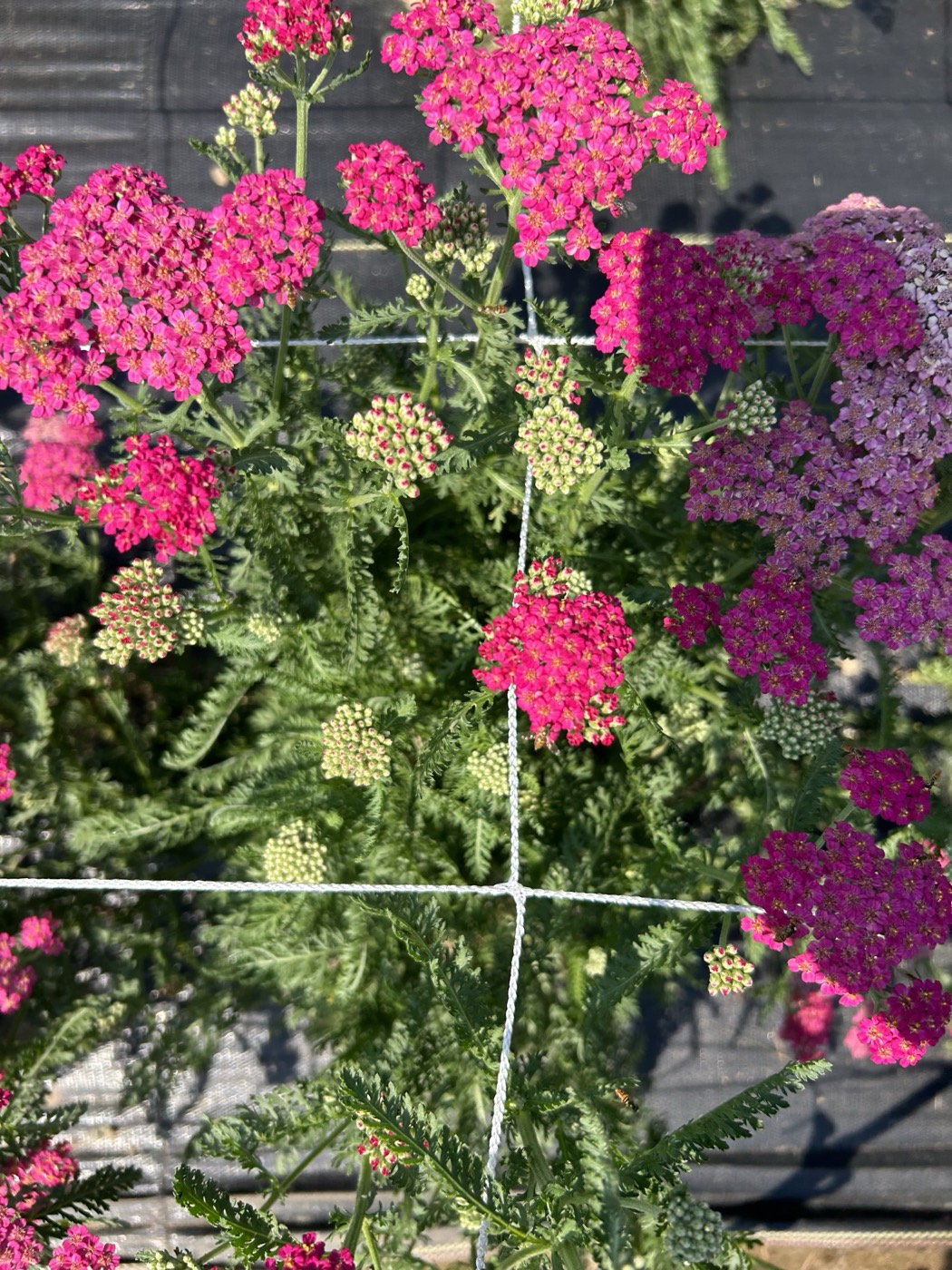 A single bloom, close up