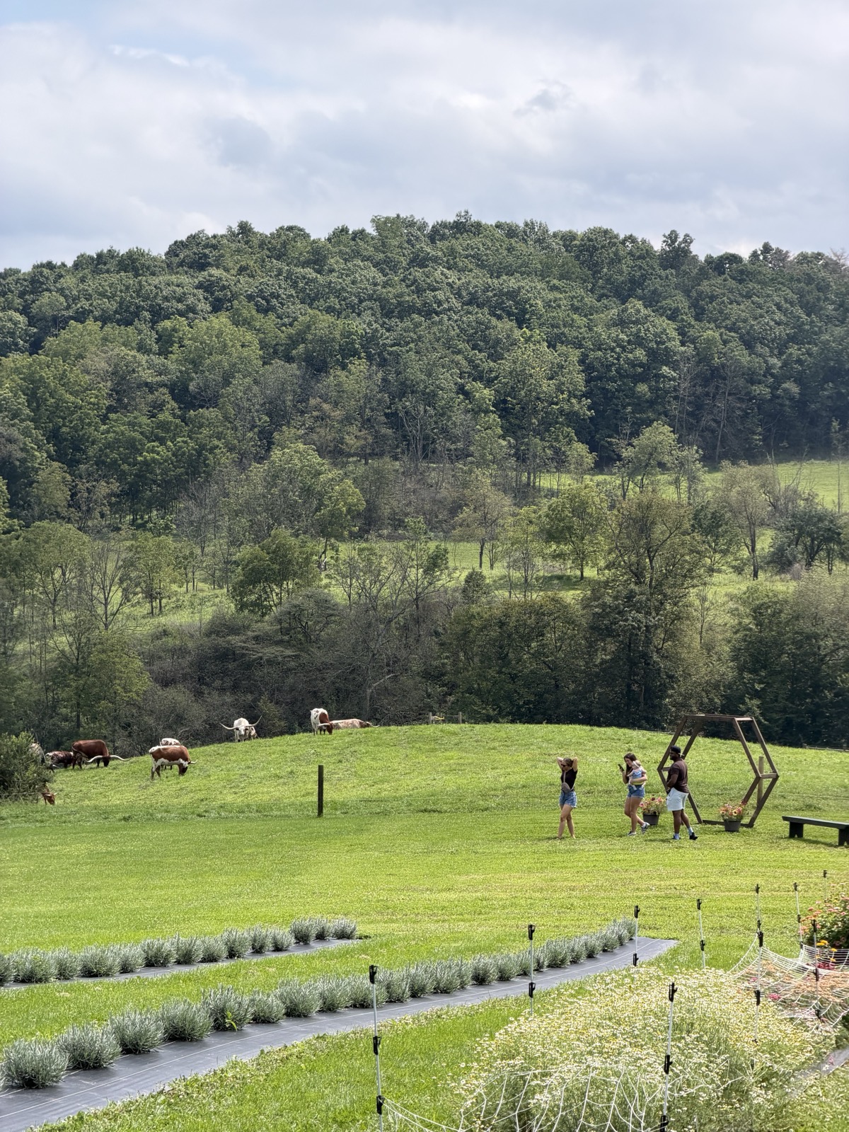 Looking over the lavender rows to the herd on the ridge