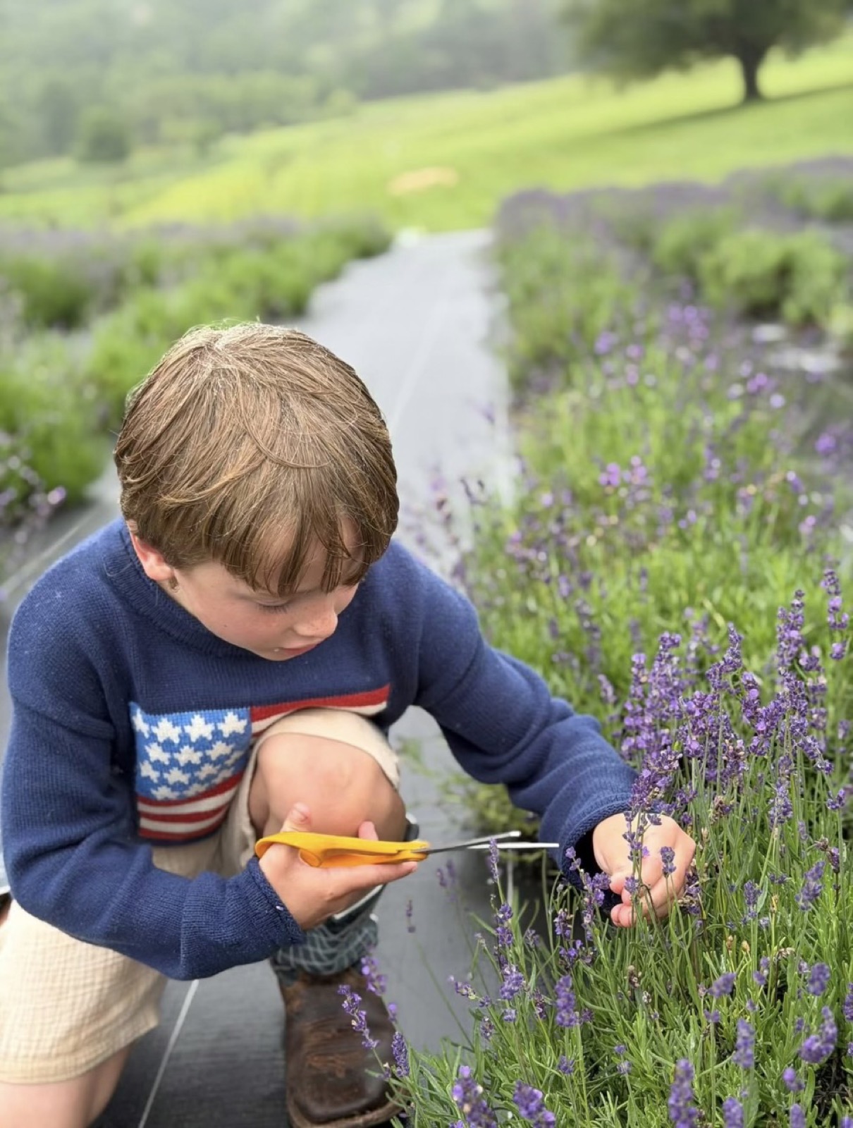 The next generation cutting lavender in the rows