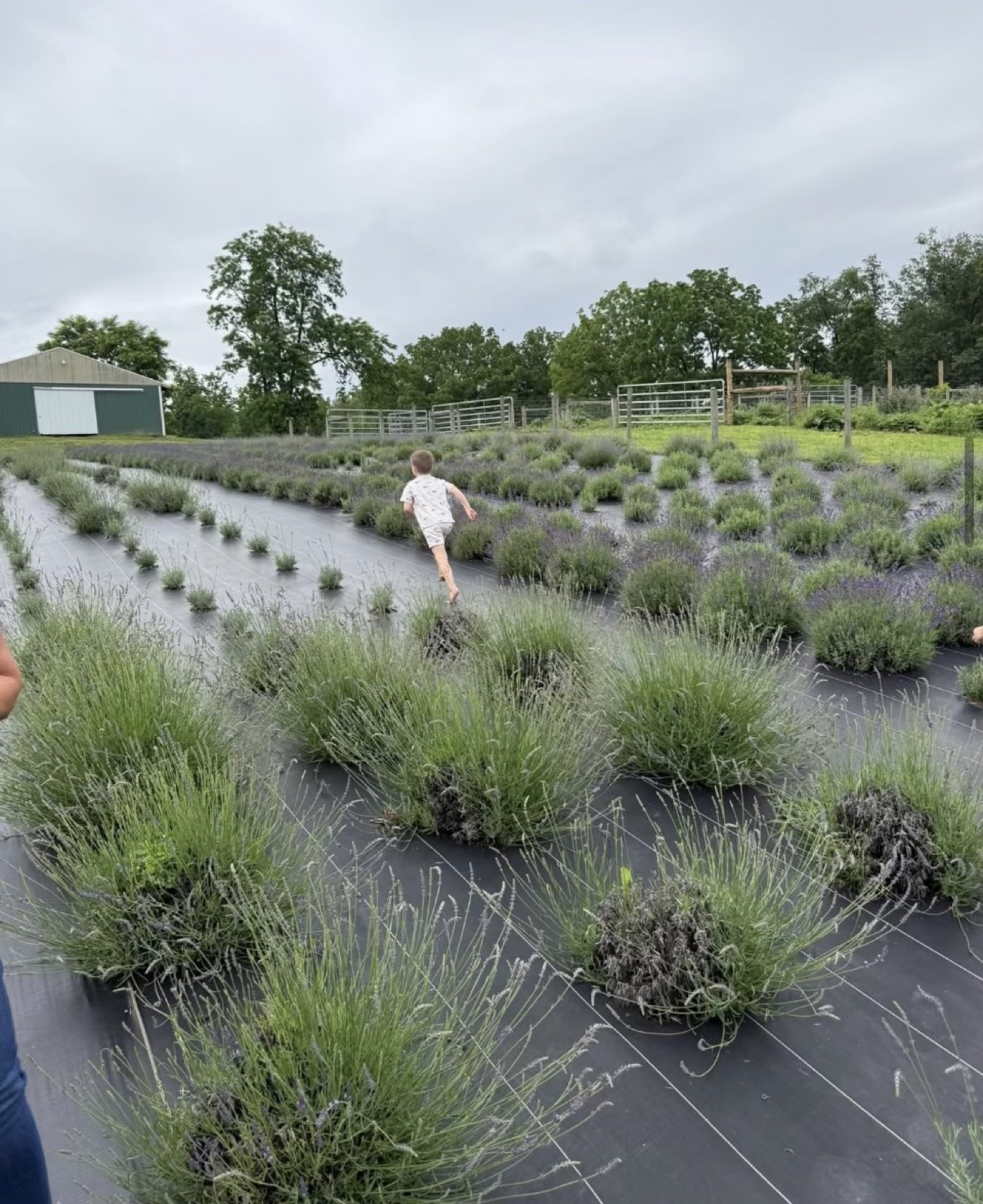 Running the lavender rows on a u-pick day